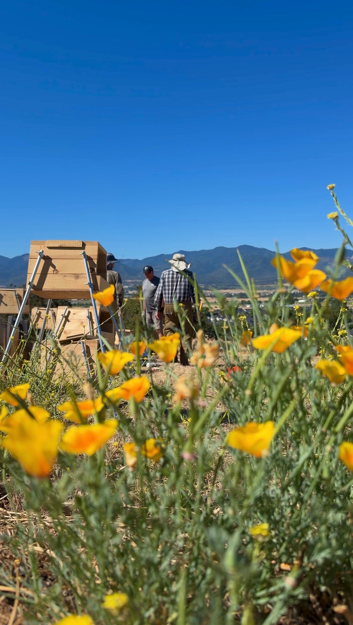 Lead Catching Field Target Box